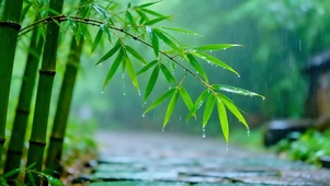 治愈翠竹小雨4K