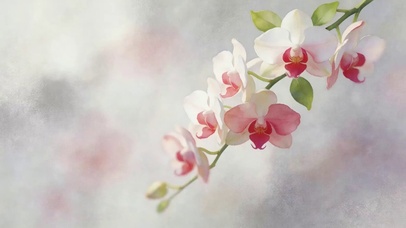 护眼花朵