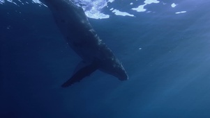 大海鲸鱼