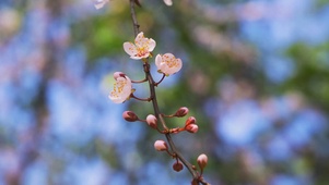 春天治愈桃花