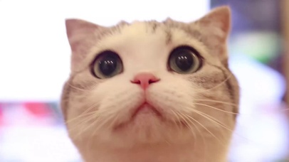 萌萌的小泡芙