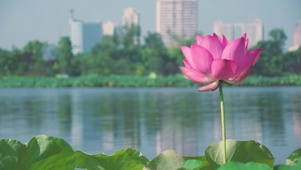 荷花荷叶