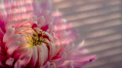 窗边花影