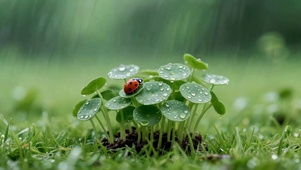 雨天清新绿植瓢虫治愈风景
