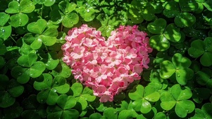 爱心治愈四叶草