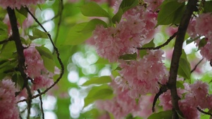4K花开