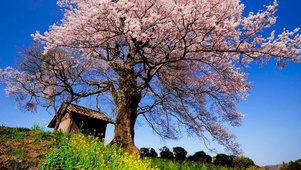 春天樱花树下小屋