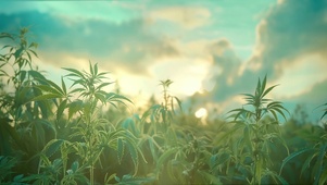 天空下的小野草