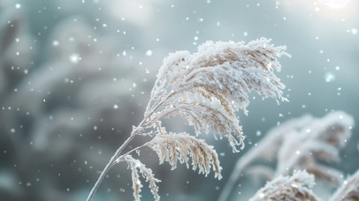 雪中