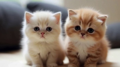 两只可爱的猫咪