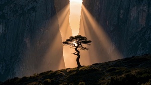 峡谷孤松唯美逆光风景