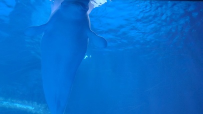 海豚