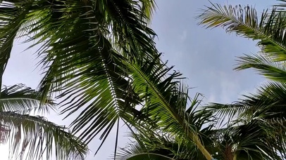 椰风挡不住