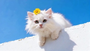 墙顶好奇可爱喵