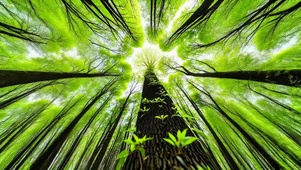 护眼治愈森林4K