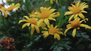 雨雾中花开尽
