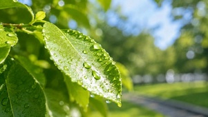 清新雨后绿叶治愈自然风景