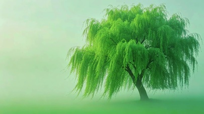 大风吹柳