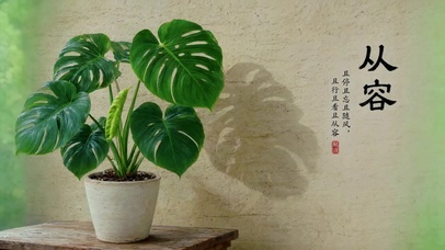 国风从容