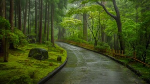 树林小道