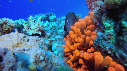 4k海底世界-横屏