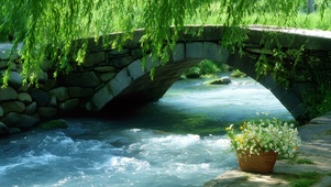 小桥流水鲜花