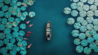 清澈水面荷叶