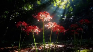 彼岸花像一场未完成的梦