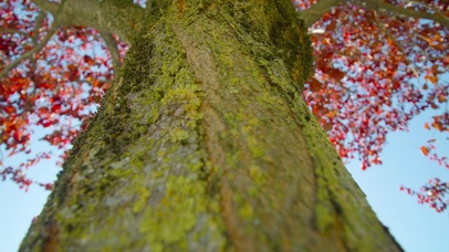 【秋语】火焰般的枫树仰拍