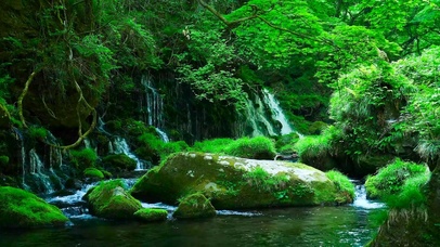 4K护眼绿林溪流