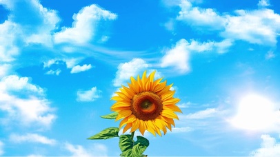 蓝天下的向日葵