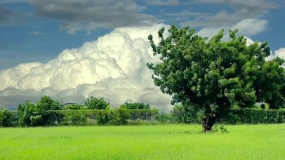 我是木讷的树 你是自由的风