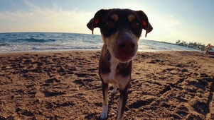海滩可爱狗狗