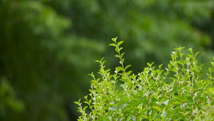 雨中绿叶