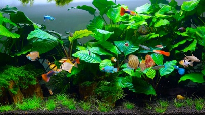 绿色护眼水草鱼