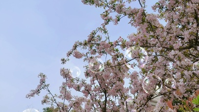 粉色花海