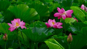 夏日荷花池