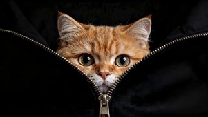 可爱怀里猫咪