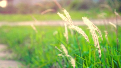 随风摇摆的狗尾巴草