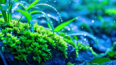 治愈护眼晨露4K