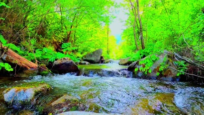 林间清澈小溪 4K