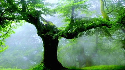 唯美护眼森林4K