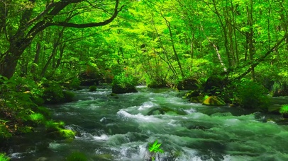 4K夏天绿林山涧