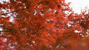4K红色枫叶风光意境自然风景