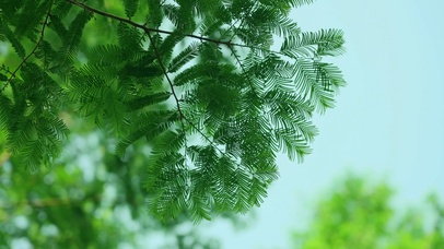 4k夏天清新绿叶植物空镜夏日