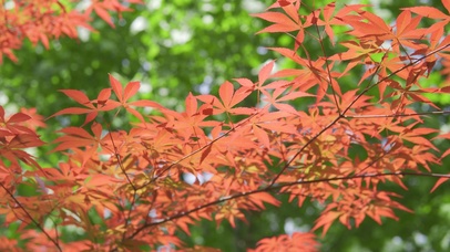 4k夏日夏天阳光下的枫树植物
