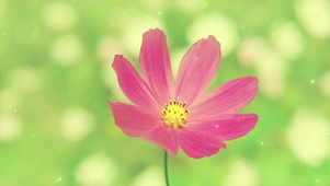 清新养眼唯美花卉
