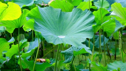 唯美的荷叶
