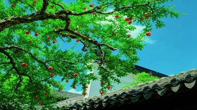石榴树