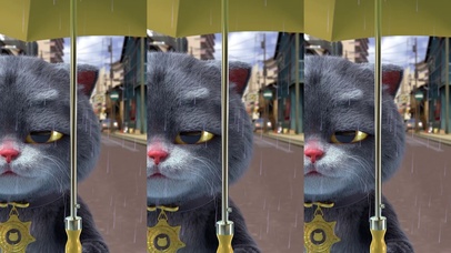 斑布猫-雨后彩虹